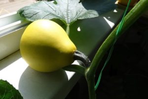 Comme il est facile de cultiver et d'entretenir une citrouille sur votre balcon à la maison