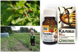 Instructions for the use of Kalash against the Colorado potato beetle