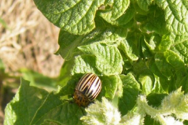 Instructions pour l'utilisation de Kalash contre le doryphore de la pomme de terre