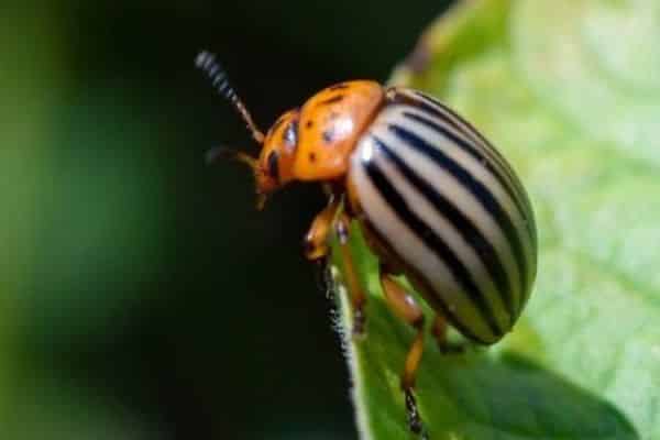 beetle eating potatoes