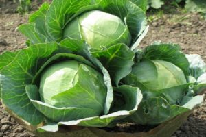 Description of the Gloria f1 cabbage variety, features of cultivation and care