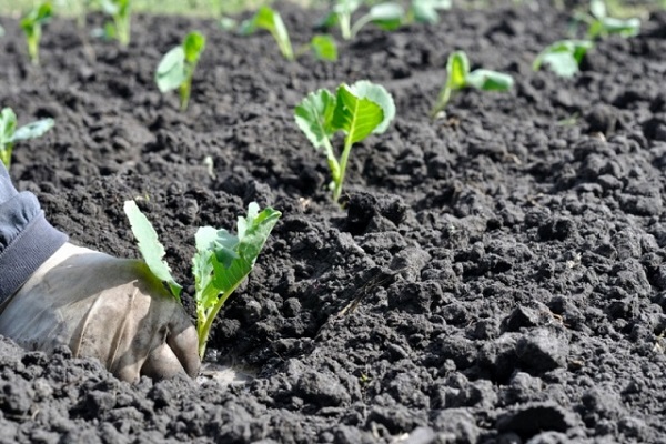 disinfection of seedlings