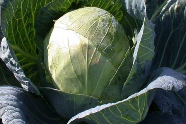 cabbage hope