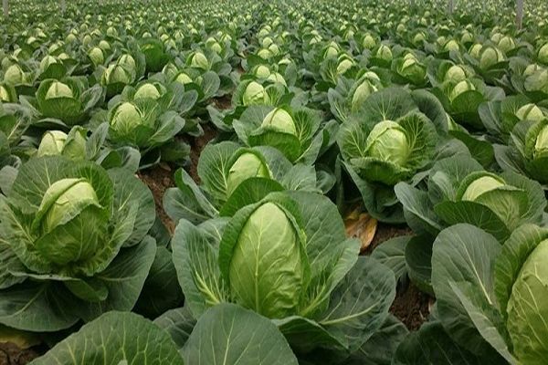 cabbage in the beds