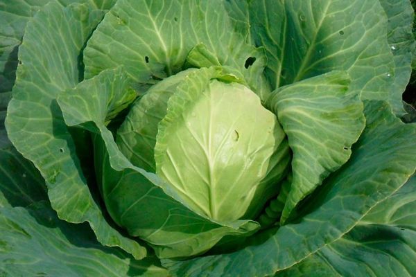 growing cabbage