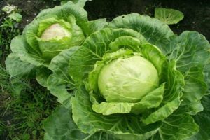 Description of the cabbage variety Gift, features of cultivation and care