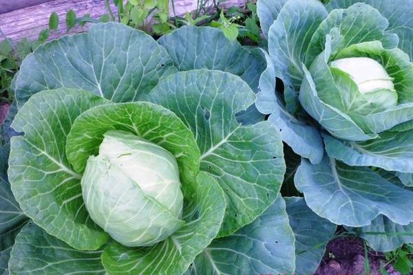 cabbage cultivation