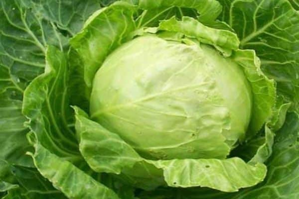 cabbage in the garden