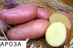 Description of the Arosa potato variety, cultivation features and yield