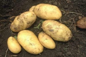 Description of the potato variety Juvel, its characteristics and yield