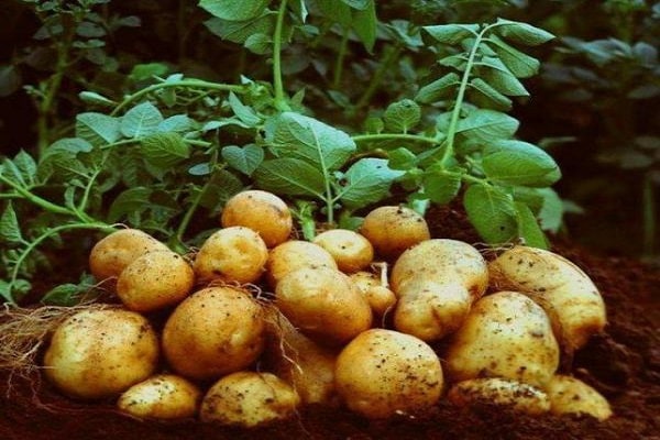 potato bed