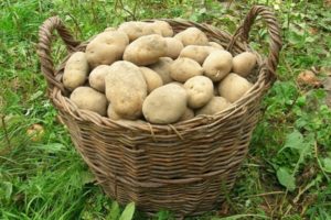 Description of the potato variety Elizabeth, features of cultivation and care