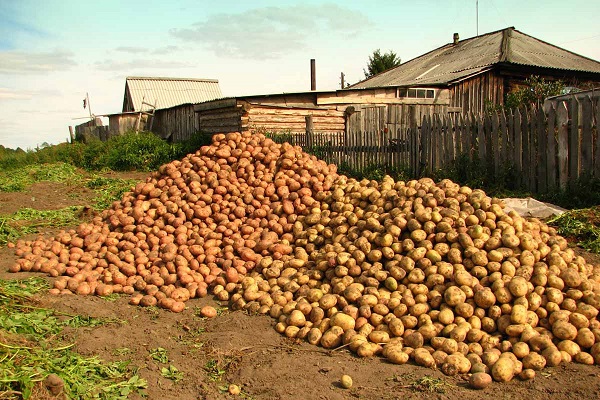 tubercules prêts à l'emploi