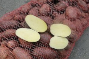 Description of the Irbitsky potato variety, recommendations for cultivation and yield