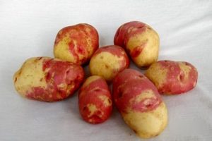 Description of potato varieties Ivan da Marya and Ivan da Shura, cultivation and yield