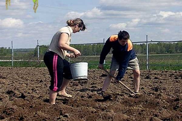 digging holes