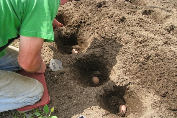 grown under straw