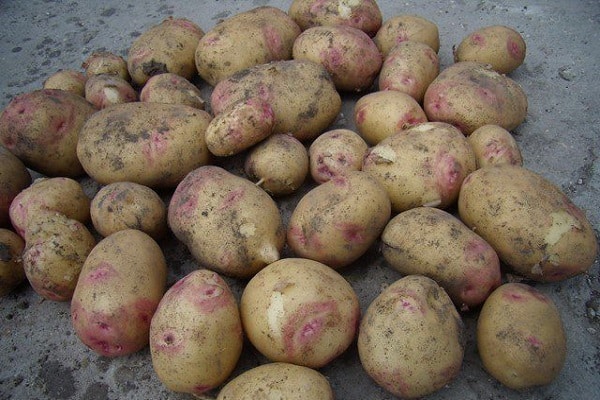 tubers with dents