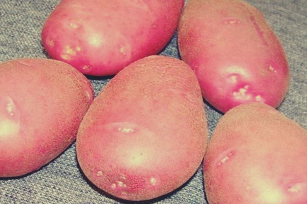 pommes de terre sur la table