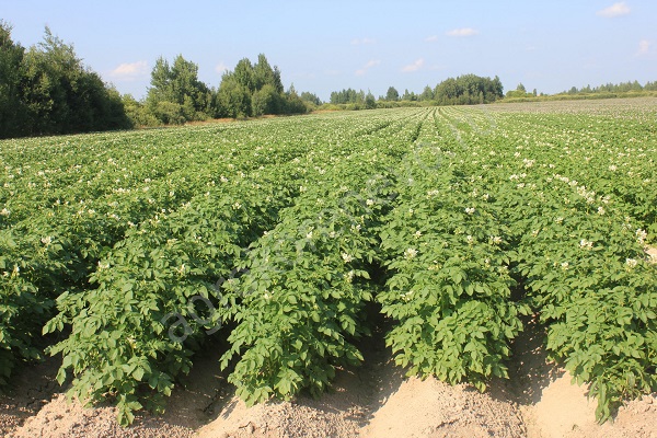 bonhomme en pain d'épice aux pommes de terre