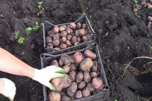 accélérer la maturation