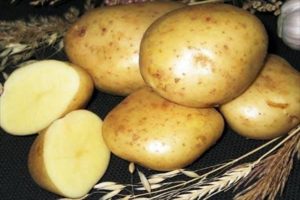 Description de la variété de pomme de terre Kolobok, caractéristiques de culture et d'entretien