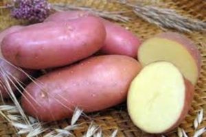 Description of the Krasavchik potato variety, features of cultivation and care