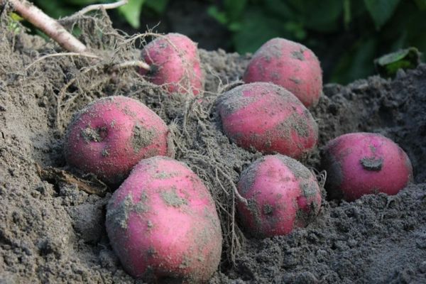 potatoes in the ground