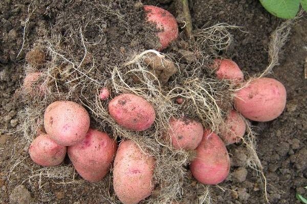 digging potatoes