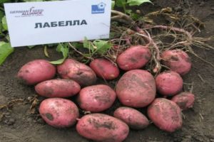 Description of the Labella potato variety, features of cultivation and care