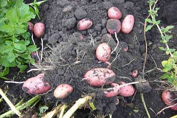 manteniendo la calidad de las patatas