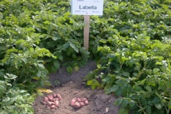 faire pousser des pommes de terre