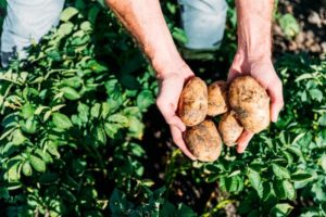 Beschrijving van het Lasunok-aardappelras, zijn kenmerken en opbrengst