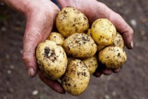 Descripción de la variedad de patata Latona, características de cultivo y rendimiento.