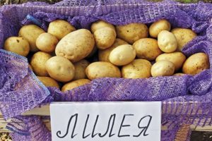 Description of the Lileya potato variety, features of cultivation and care