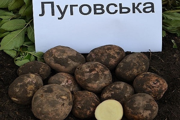 Patates Lugovskoy