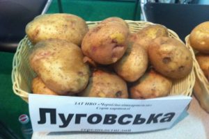 Description of the potato variety Lugovskoy, features of cultivation and yield