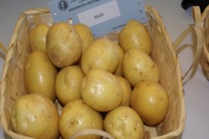 Description de la variété de pomme de terre Molly, caractéristiques de culture et d'entretien