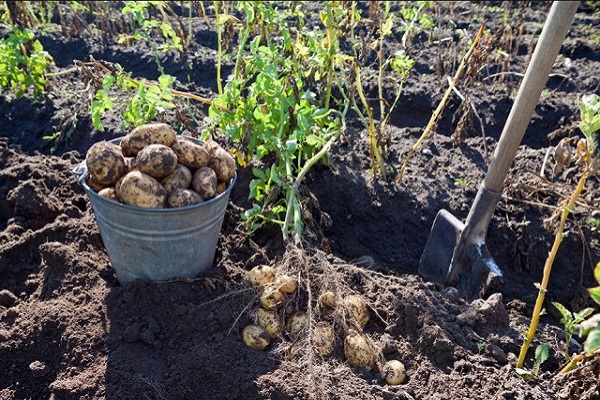 rotted manure