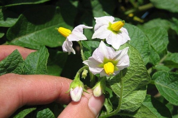  enriquecido con fertilizantes