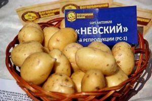 Description of the potato variety Nevsky, its characteristics and yield