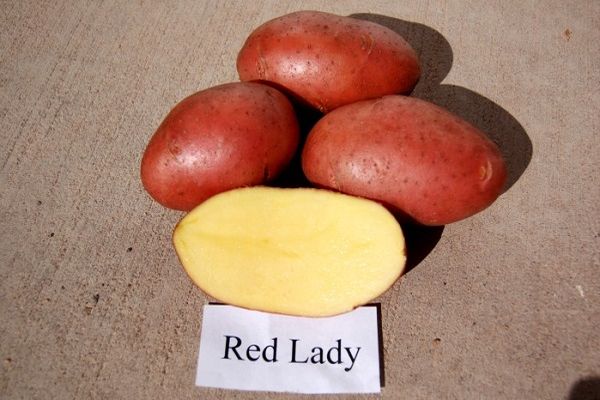 red lady potato