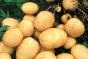 Description of the Rogneda potato variety, features of cultivation and care