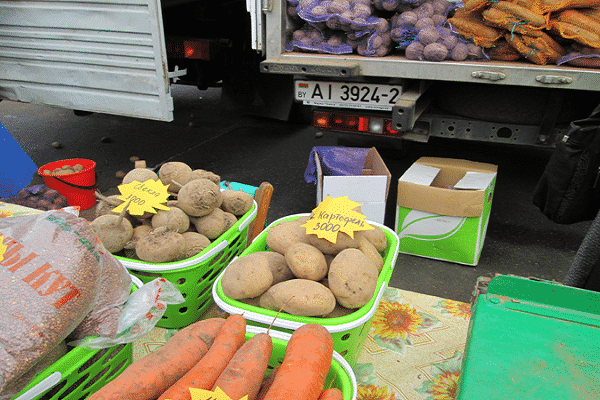 digging tubers