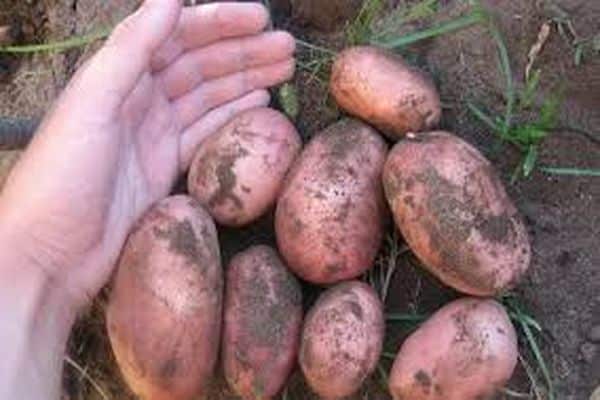 potato variety Ryabinushka