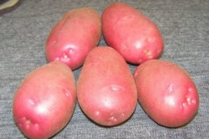 Descripció de la varietat de patates Ryabinushka, característiques de cultiu i rendiment