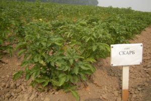 Descripción de la variedad de papa Scarb, características de cultivo y cuidado.