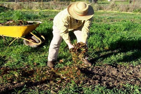 ne peut pas être cultivé