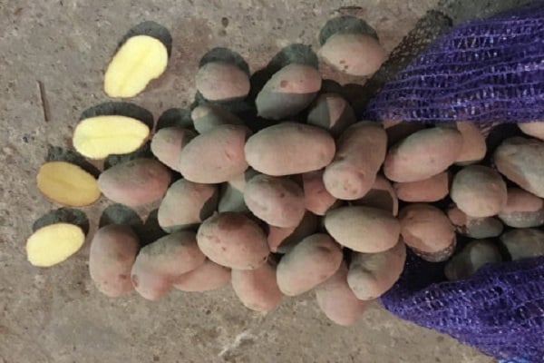 sorting tubers