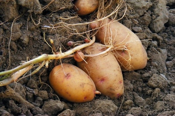 inconvénients des pommes de terre